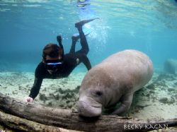 Brian swimming down to get a closer look at a manatee in ... by Becky Kagan 